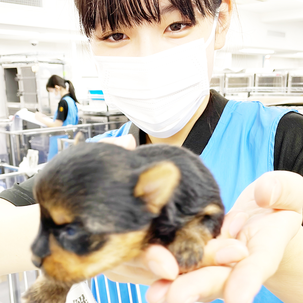 ２年生は子犬、１年生は成犬のお世話☆
